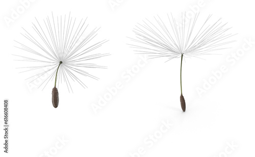 dandelion seeds isolated on transparent background