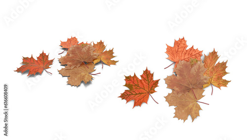 autumn maple leaf isolated on transparent background