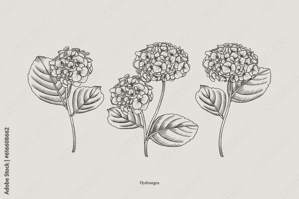 Vintage hydrangea pattern. Vector botanical illustration. Set. - obrazy, fototapety, plakaty 