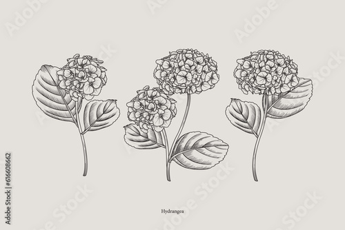 Vintage hydrangea pattern. Vector botanical illustration. Set.