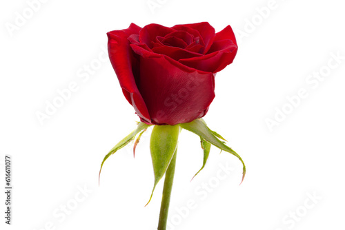 red rose isolated