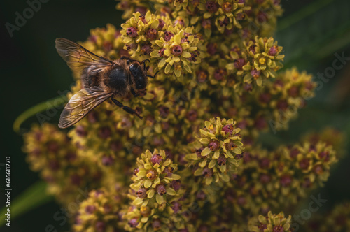 bees on flower