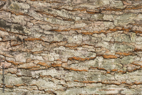 Realistic Tree bark background texture, Seamless texture from tree