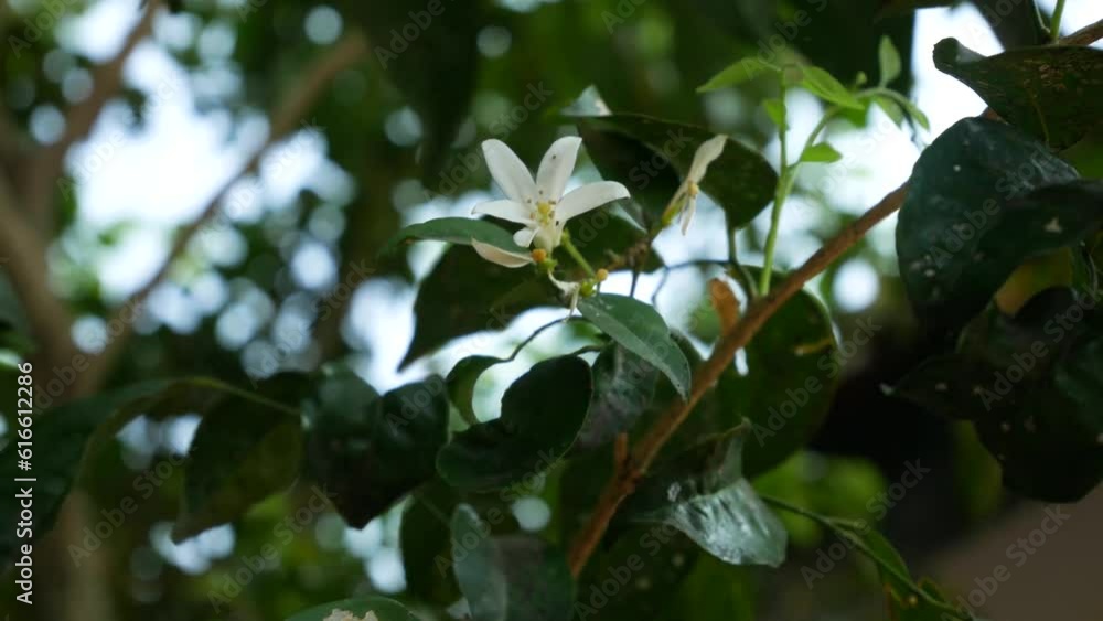 Macro shot of jasmine flower with dew drops Macro shot of jasmine flower with dew drops