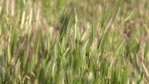 Spikelets of the plant Mouse barley - Hordeum marinum in the field close-up