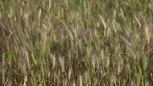 Spikelets of the plant Mouse barley - Hordeum marinum in the field close-up