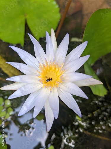 Nelum  white Flower photo