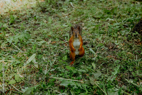 Red squirrel on the grass © Stanislava