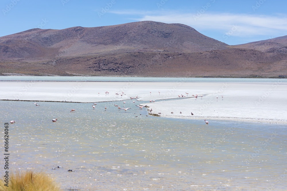 Flamingos in einer Lagune in der Salar de Uyuni in Bolivien
