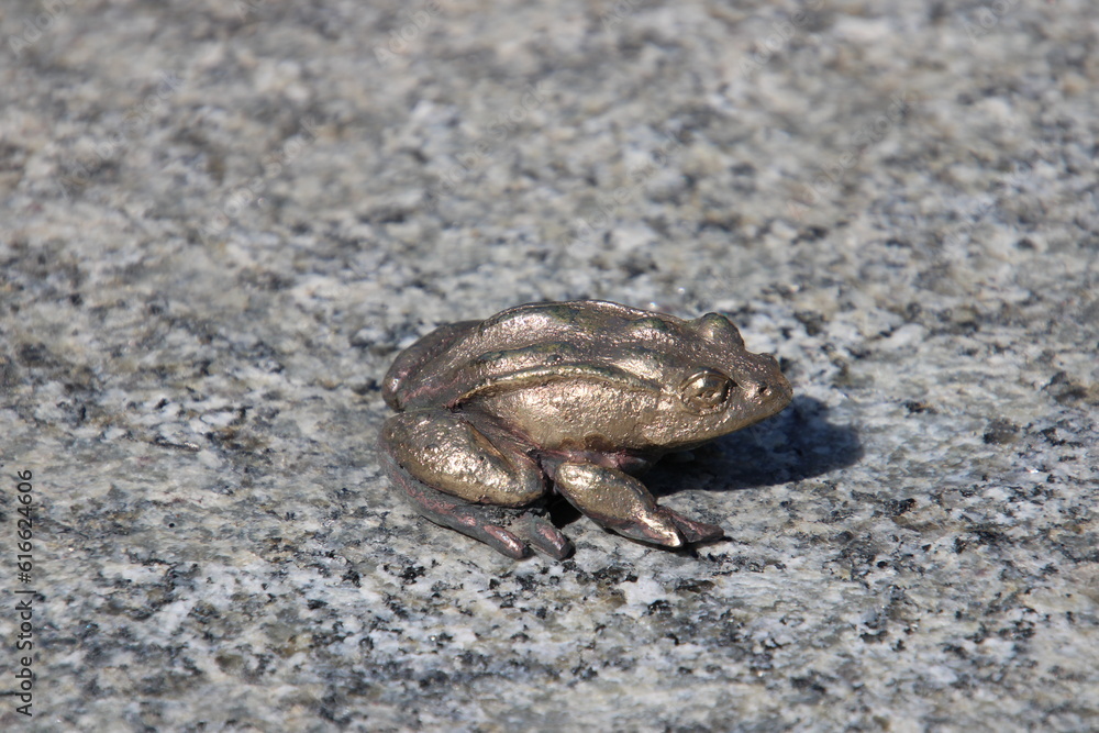 Obraz premium frog on the ground