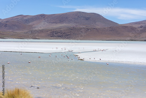 Flamingos in einer Lagune in der Salar de Uyuni in Bolivien