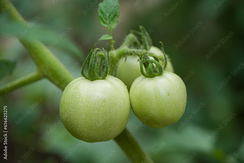 green young tomato plants growth in garden. green young tomato plants growth in garden.