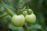 green young tomato plants growth in garden.