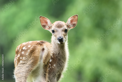 Japanese Deer Fawn in Nara Park, Japan