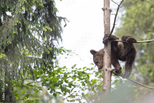 funny brown bear cub hanging from a tree