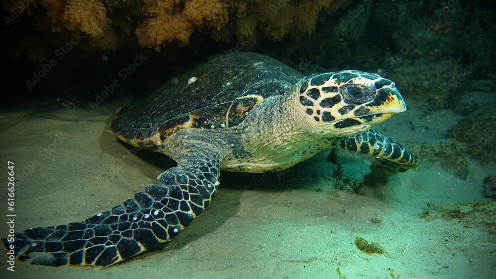 Fototapeta premium Sea Turtle