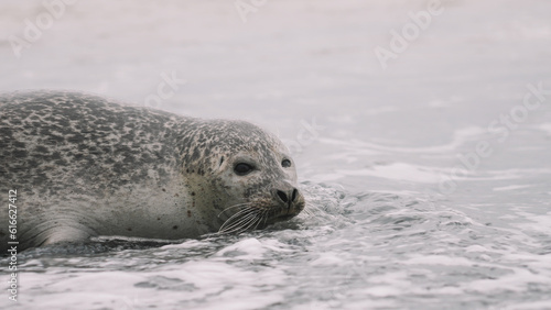 Seal close up view in the beach © george