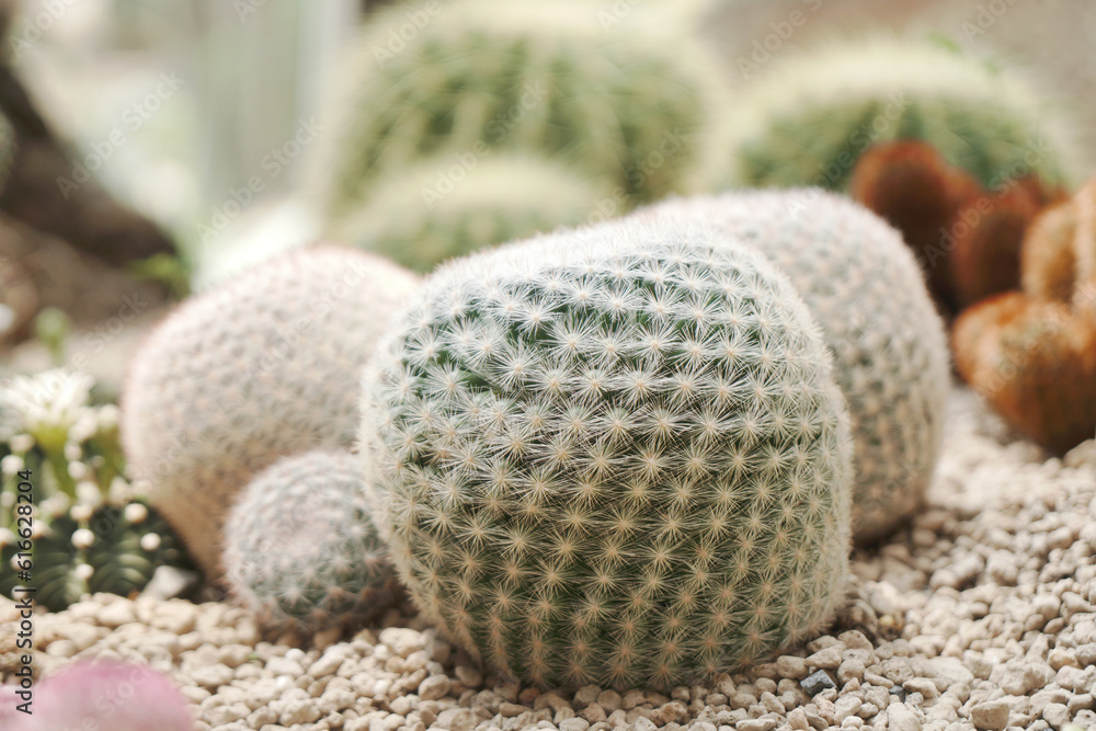 Side View White Cactus Plant or Call mammillaria huitzilopochtli cactaceae in the cactus family at Botanical Gardens - Bangkok Thailand Side View White Cactus Plant or Call mammillaria huitzilopochtli cactaceae in the cactus family at Botanical Gardens - Bangkok Thailand