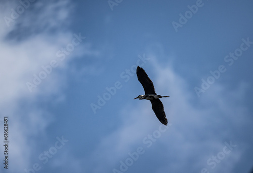 gray heron soars in the air near the river in search of food on a sunny day