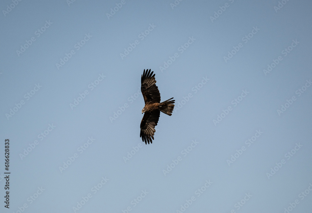 black kite soars in the air near the river in search of food on a sunny day