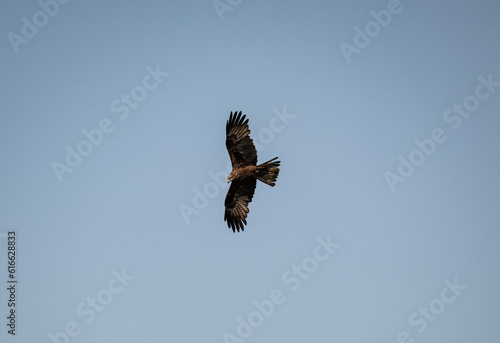 black kite soars in the air near the river in search of food on a sunny day