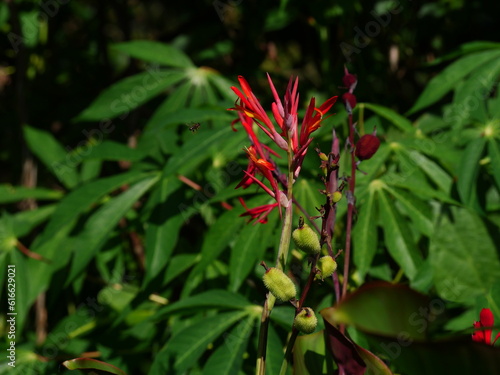 Fleurs exotiques qui s   panouissent sur les   les tropicales     l   tat sauvage - Canna indica