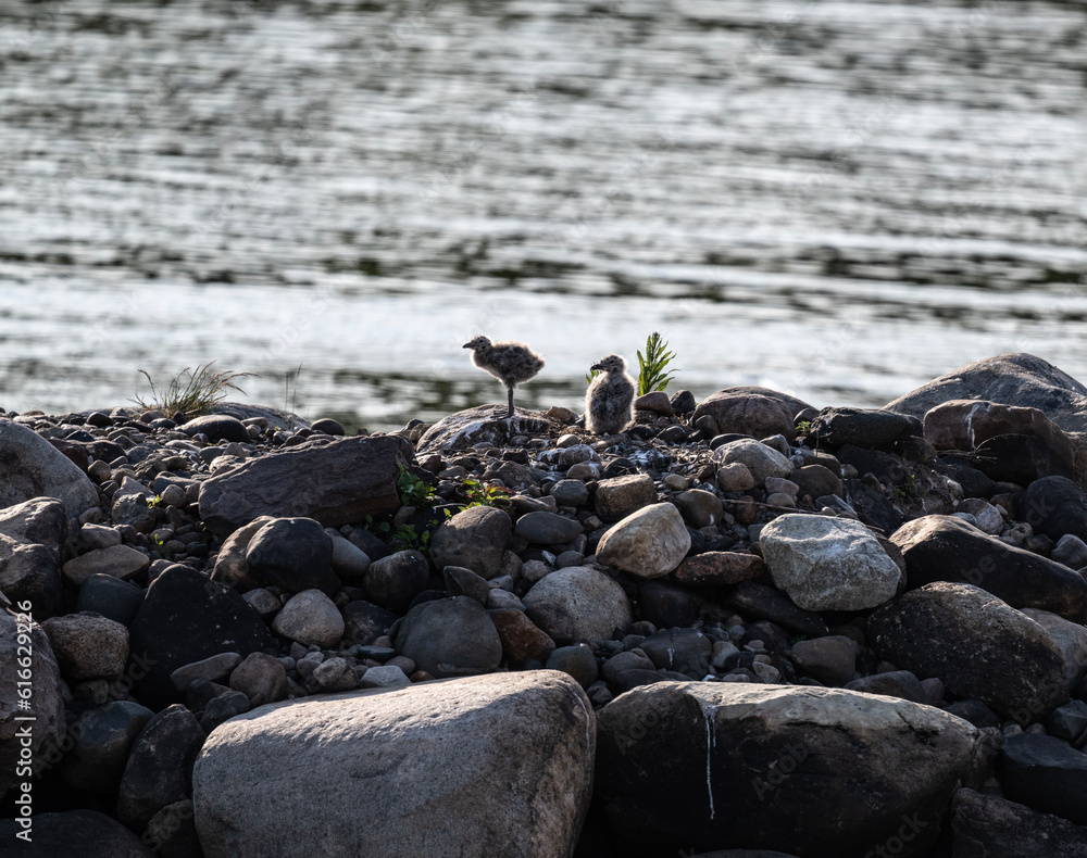 Obraz premium a gray chick of a seagull covered with down learns the world on a sunny day