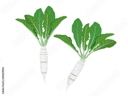 turnips on a white background.