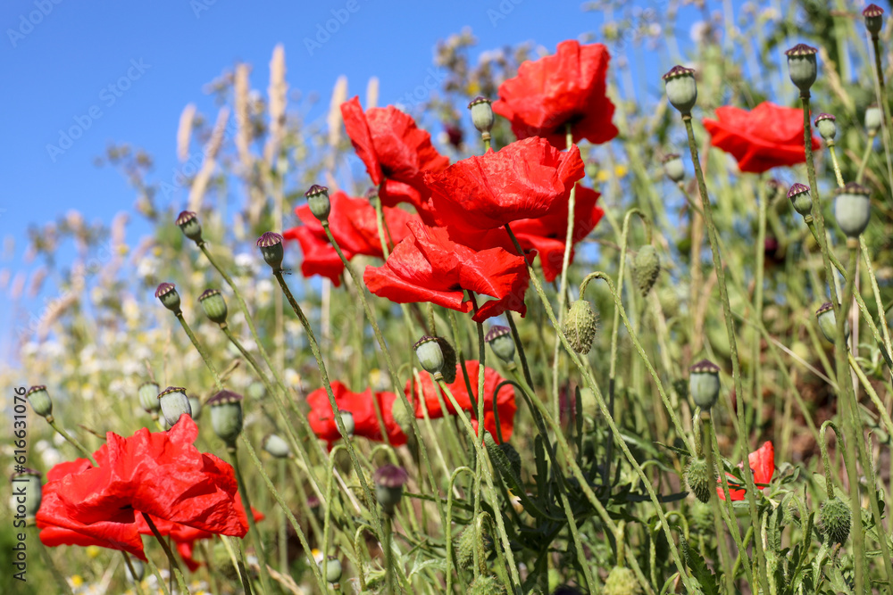 Obraz premium Poppy flowers in sunlight
