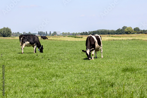 Frisian Holstein cows on a meadow farmland in Zuid Holland
