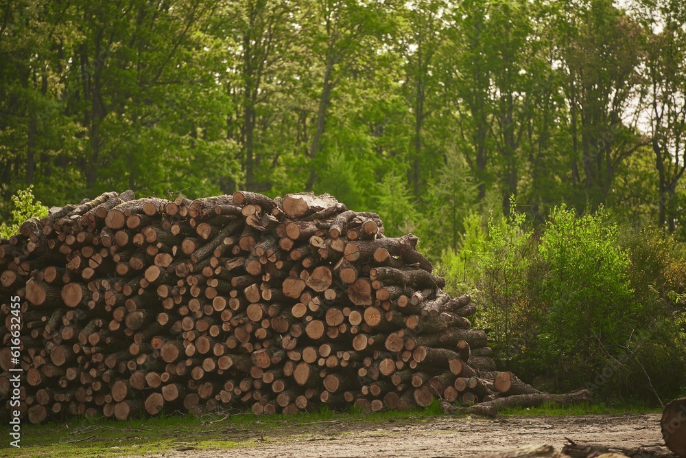 Ecological Damage. Heap firewood close-up. A pile of fresh firewood. Deforestation's Impact on European Evergreen Forests Ecological Damage. Heap firewood close-up. A pile of fresh firewood. Deforestation's Impact on European Evergreen Forests