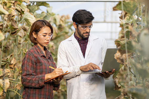 Cuadro en lienzo Asian Farmer Melon farm owner and Agricultural academics inspect melon quality harvesting Melon in greenhouse partnership,co-owner farm
