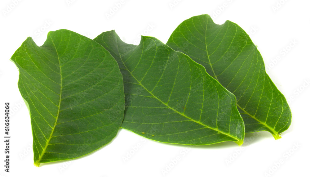 Obraz premium Fresh walnut leaves isolated on white background.