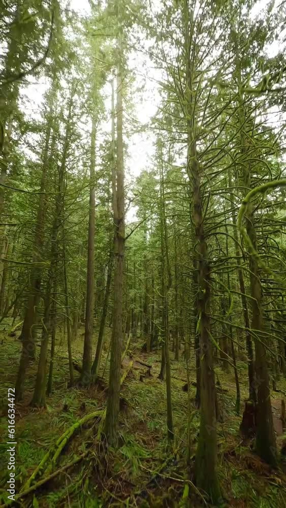 Smooth flight between the trees close to branches in a fabulous spring forest
