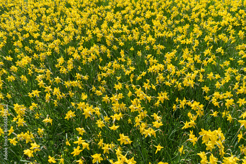 Many Daffodils Flowers, Yellow Narcissus Field, Early Spring Flowers