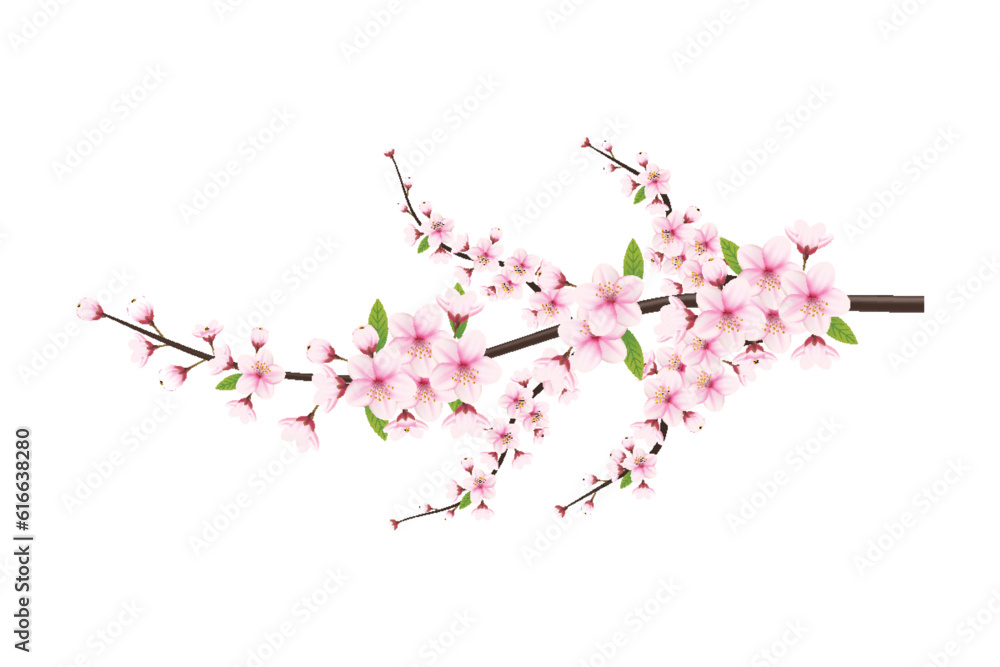 Cherry blossom branch with sakura flower. Falling petals, flowers ...