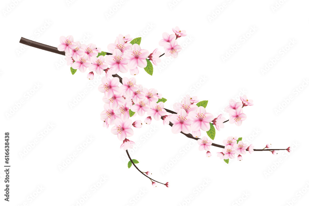 Cherry blossom branch with sakura flower. Falling petals, flowers ...