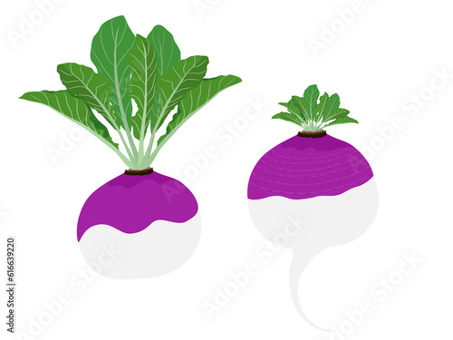 turnips on a white background.