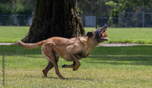 A Belgian Malinois Shepard at play in the park chasing a ball