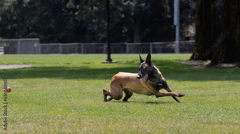 A Belgian Malinois Shepard at play in the park chasing a ball A Belgian Malinois Shepard at play in the park chasing a ball