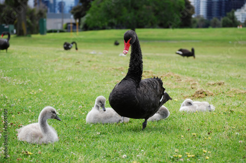 Swans of Albert Park, Melbourne photo