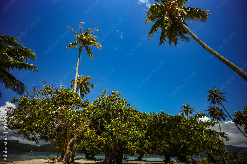 Obraz premium Tropical Paradise