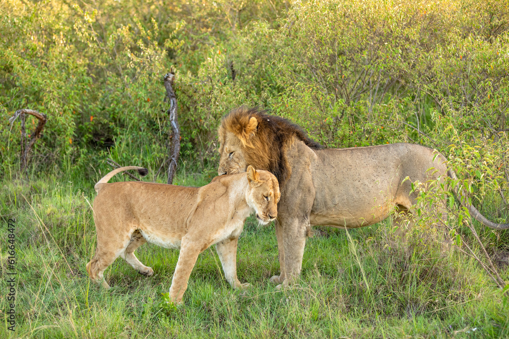 Male lion and lioness ( Panthera Leo Leo) cuddling, Mara Naboisho Conservancy, Kenya. Male lion and lioness ( Panthera Leo Leo) cuddling, Mara Naboisho Conservancy, Kenya.