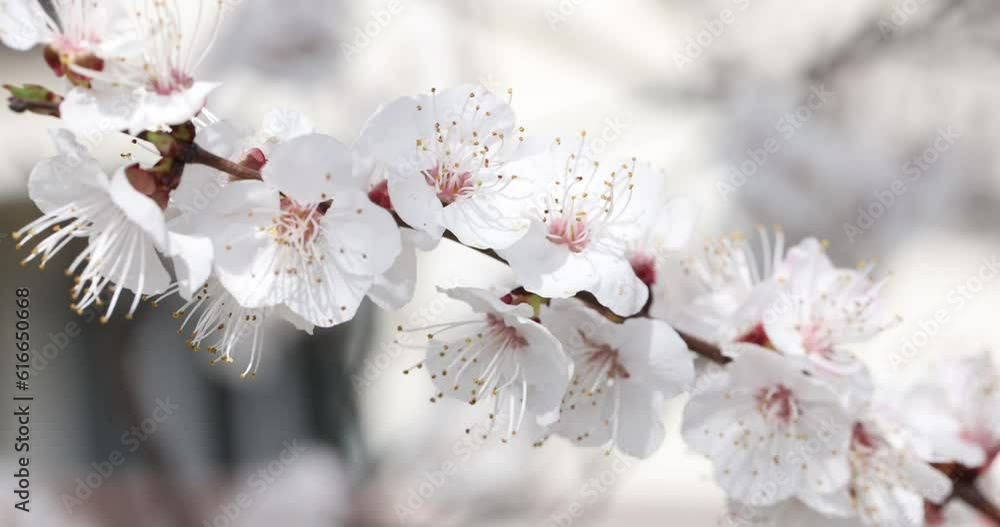 Spring natural background with cherry blossoms. Spring flowering sakura trees Spring natural background with cherry blossoms. Spring flowering sakura trees