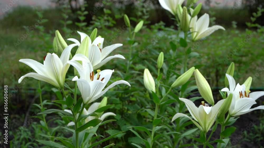 White lily flowers. Bud in the garden. Grow a bush of lilies. Petals, bud and leaves of a flower. Nature background. Summer flowers. Floriculture plant. Blossom closeup petal. Green floral flowerbed White lily flowers. Bud in the garden. Grow a bush of lilies. Petals, bud and leaves of a flower. Nature background. Summer flowers. Floriculture plant. Blossom closeup petal. Green floral flowerbed