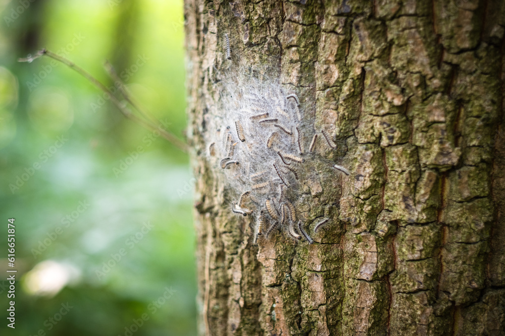 Nest von Eichenprozessionsspinnern an einer Eiche in Düsseldorf