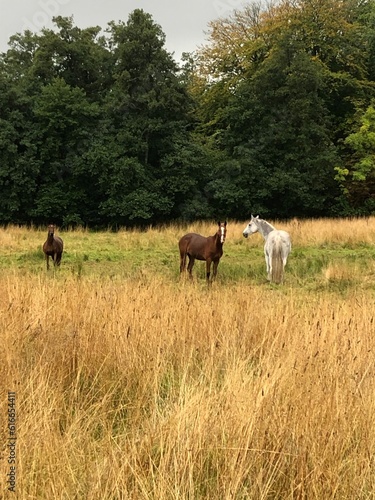 horses in the meadow