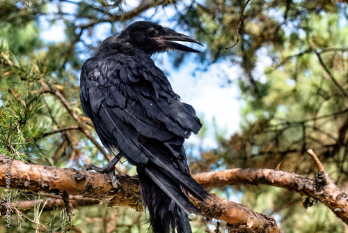 A black rook chick sits on a tree branch...