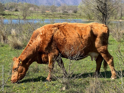 Lika cattle - Breed of Lika Busa on fertile pastures at the foot of Velebit, Croatia (Primitivna pasmina goveda buša - Ličko govedo - Pasmina ličke buše na plodnim pašnjacima podno Velebita - Hrvatska photo