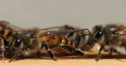 Wallpaper Mural Closup of Bees inside the beehive. Honeycomb close up. Bee colony in hive macro. Honey in combs. Organic Beekeeping (apiculture), 4k resolution realtime footage Torontodigital.ca